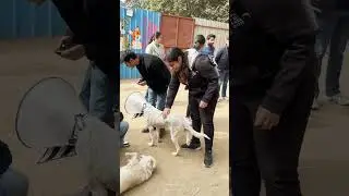 Our NGO distributed drive at an animal shelter donated over 50+ sweaters 🐕 #ngoindia #ngo #kindness