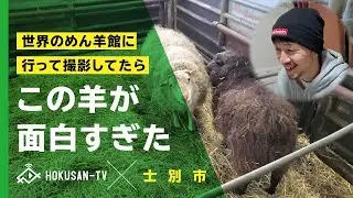 【士別市】羊のまち士別市に行ってきたよ！あの羊が面白すぎる‼笑）～北海道キャンピングカー冒険 38/179市町村
