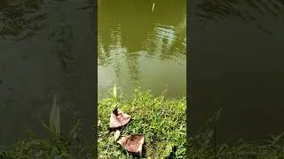 fishing vibe#hobby#fishing line#flour#pond
