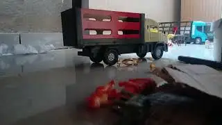 a  mimosa  fugiu da fazendinha
