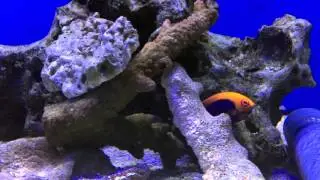 Aqua Tropica - Oranger&uuml;cken Zwergkaiserfisch