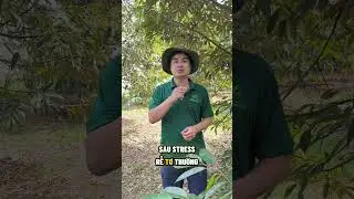 5 KEY EFFECTS OF AMINO ACID SUPPLEMENTATION THAT HELP PLANTS EFFECTIVELY RESIST SHOCK?