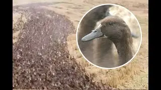 Watch 10,000 snail-eating ducks &lsquo;clean&rsquo; a rice paddy (Video)