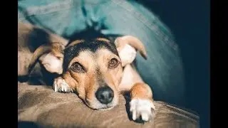 Dog Out of Control in Private Places Solution - Dog Training Reference!