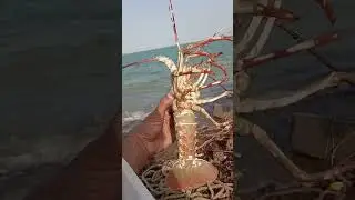 Fishing in Balochistan | Beautiful beach of Balochistan | #balochistan #fishing #beach