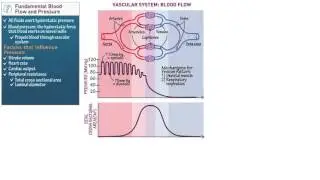 Anatomy and Physiology: Blood Flow and Pressure