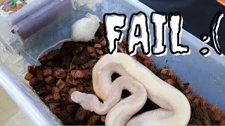 Super Mojave Ball Python Feeding #4