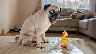 Funniest Animals Moments Part 11 &ndash; Cats, Dogs & More!