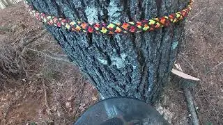 90’ white pine!!!!! Threading the needle!!!!!