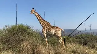 Сафари рядом с домом. Часть 1/ A local safari. Part 1