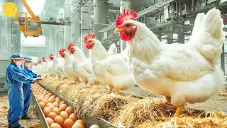 How Dutch Farmers Raise Millions of Chickens Without Causing Pollution | Modern Agriculture