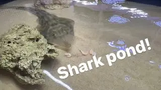 Shark and stingray pond! Cheap and easy saltwater fish pond