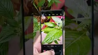 VIVO X80 PRO MACRO MODE 💯ZEISS NATURAL COLOR