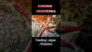 Linckia multifora classification and commentary