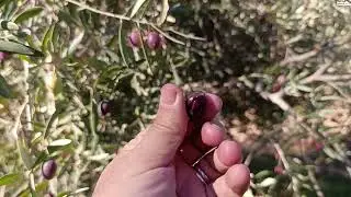 جودة الزيت من هذا الزيتون ( الألوان التلاتة )