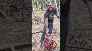 Panen Sawit Pakai Taji#panensawit #sawit #pemainlarap