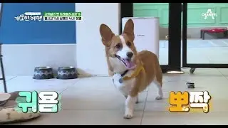 귀염뽀짝이들의 등장?! 김희철이 초대한 특급 게스트는?! | 개밥 주는 남자 개묘한 여행 3회