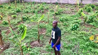 How To Create Passive Income From Plantain Farming (Make N10 Million Yearly From An Acre)