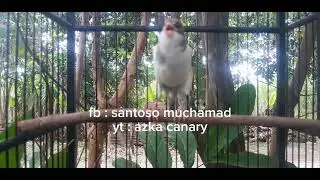 Pancingan suara burung kenari paud dijamin kenari paud anda langsung nyautt.. !! Buktikan
