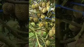 The most expensive durian in the world #durianmusangking #mostexpensivedurian
