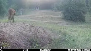 Naliboki forest. Netry. Grooming mother moose and her calf.