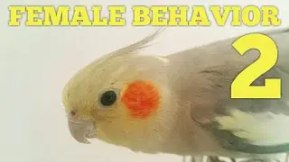 Female Cockatiel Behavior 2 😆 Cockatiel NESTING Behavior