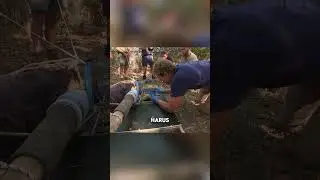 🐊 Buaya Juga Bisa Sakit Gigi #faktaunik #faktamenarik #buaya