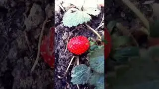 #first strawberry Pak gyi hai ,plant ek mahine bhi nhi hua fal mila#alhamdulillah
