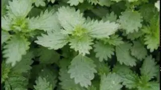 Stinging Nettle Soup1- Sooke Harbor House