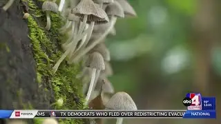 Federal judge sides with Utah faith group over use of 'magic mushrooms'