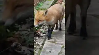 CUTE FOX 🦊🦊 WANTS TO PLAY IN MY GARDEN 🤣🤣🤣