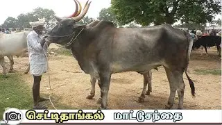 Chettithangal mattu santhai | செட்டிதாங்கல் மாட்டு சந்தை