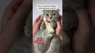 Nanovet Dental Spray for Cats and Dogs