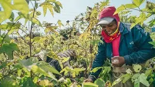 Spell - GOTS Certified Organic Cotton Farm