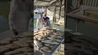 Best Multi-Species Bait
