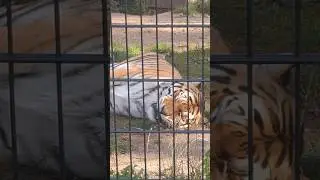 Большие кошки и их маленькие соседи #youtubeshorts #zoo #animals #kaunas #cute #vet #travel #wedding