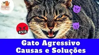Agressividade Felina Causas e Solu&ccedil;&otilde;es - Angry cat causes and solutions