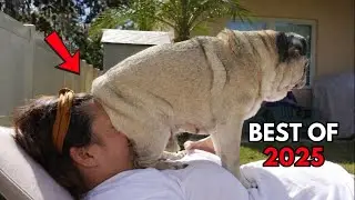 Silly Fails That Instantly Relieve Stress (P2) - You Laugh, You Restart