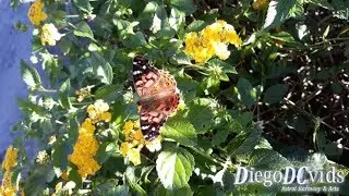 Vanessa braziliensis - Brazilian Painted Lady Butterfly (Nymphalinae)