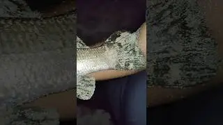 Coral/ Bhetki/ Barramundi Fish Andaman Last night | little Andaman