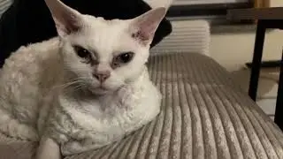 Removing my hair from cat, crazy reaction
