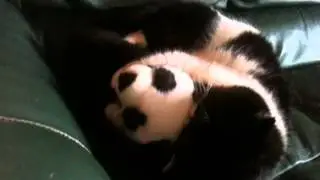 L'histoire d'amour du chat et du panda