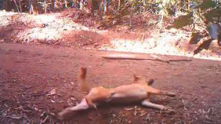 Dingo rolling on a 'hair trap' (no sound)