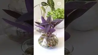 #shorts || Grow Purple Heart Plant Cutting in Pebbles and Water #purpleheart