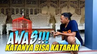 Manfaat ulat hongkong untuk murai batu
