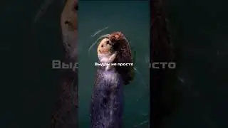 Ты не знал, что выдры держатся за лапки во сне?