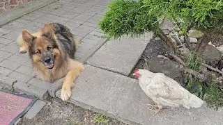 MAMY DWA PISKLAKI! - Leghorn zachorował 