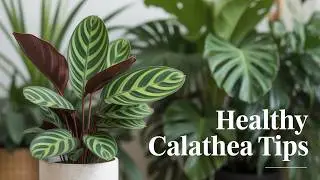 Why Your Calathea Orbifolia Keeps Dying