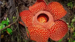 Top 10 Most Beautiful But Deadly Flowers