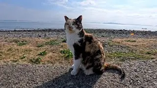 猫島の通りで出会った三毛猫ちゃん&hellip;防波堤に座ったら、そっと隣に来てくれた奇跡の時間🐱